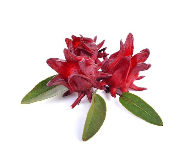 Hibiscus sabdariffa ou frutas roselle