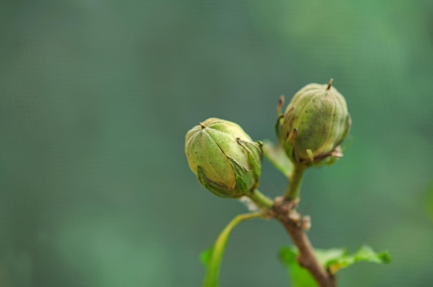 Hibiscus syriacus com sementes Cápsulas de hibisco cápsulas de sementes Caixa de hibisco seco com sementes