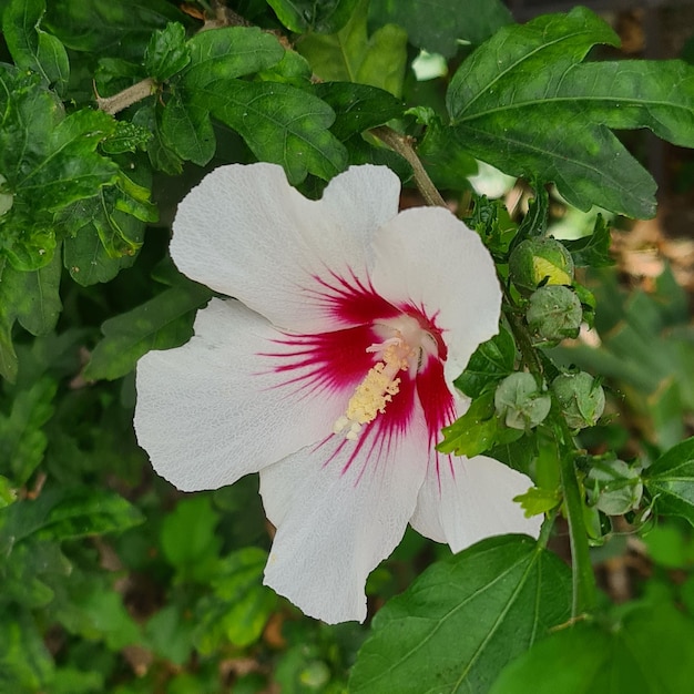 Hibiscus syriacus flor, flores blancas, plantas al aire libre, plantas de jardinería