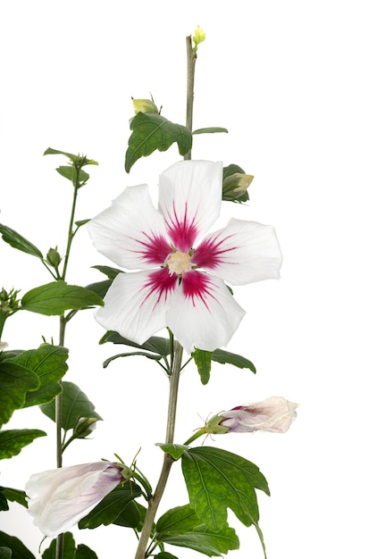 Hibiscus syriacus im Studio