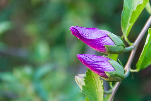 Hibiscus syriacus Knospe