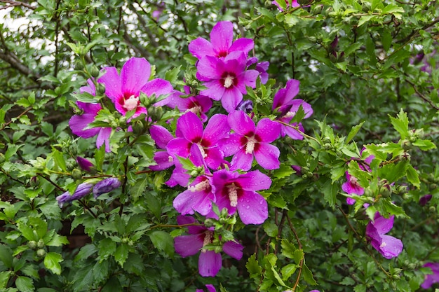 Hibiscus syriacus bajo la lluvia flor nacional de Corea del sur