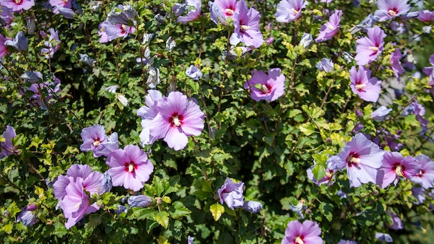 Hibiscus syriacus en pueblo uzbeko