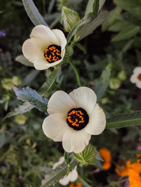 Hibiscus trionum Flowerofanhour Flor blanca