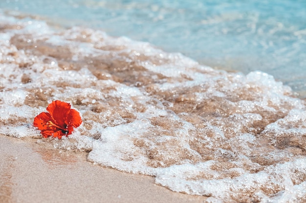 Hibiscus en Tropical Beach en una ola de mar