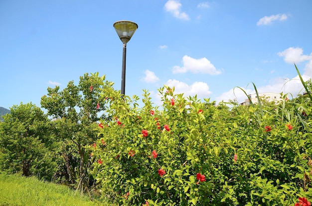 Hibiscusgardenparkflower