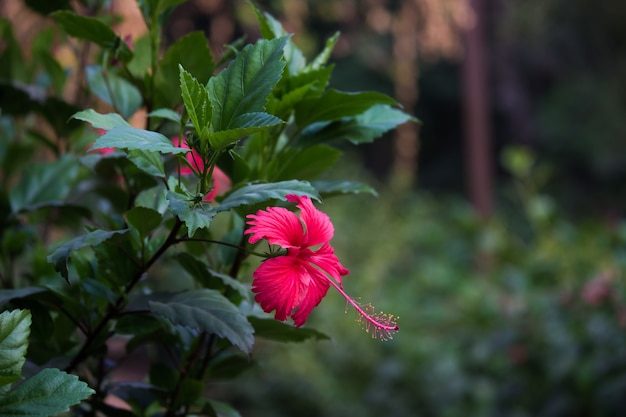 Hibiskus ist eine Pflanzengattung aus der Familie der Malvengewächse (Malvaceae).