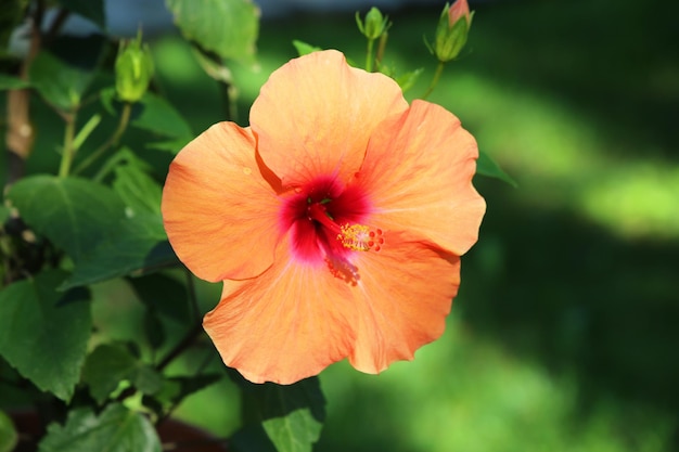 Hibiskus Nahaufnahme Hintergrund