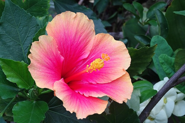 Hibiskus rosa