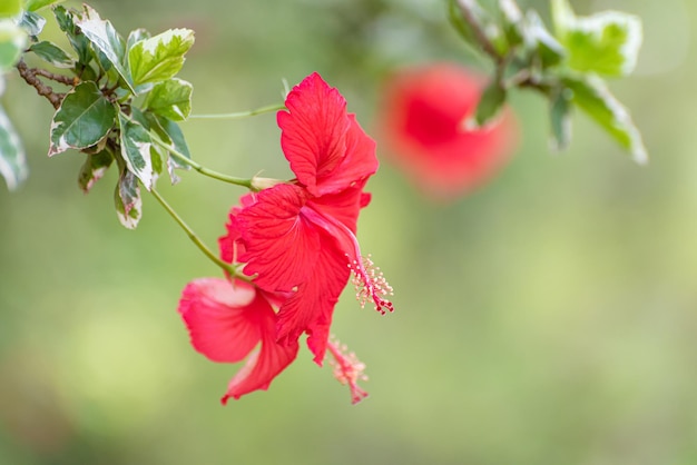 Hibiskus schöne rote Hibiskusblüte im natürlichen lichtselektiven Fokus des Gartens