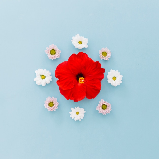 Foto hibiskus und gänseblümchen