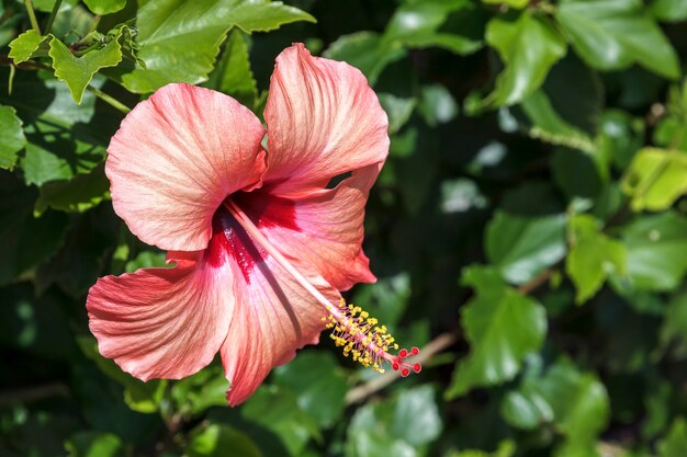 Hibiskus