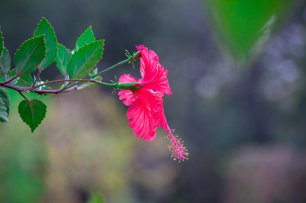 Hibiskus