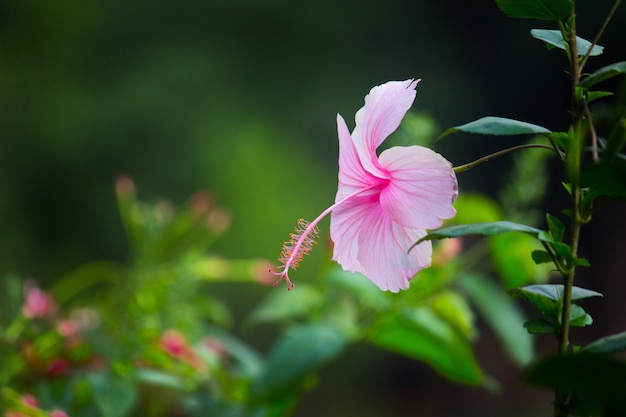 Hibiskus