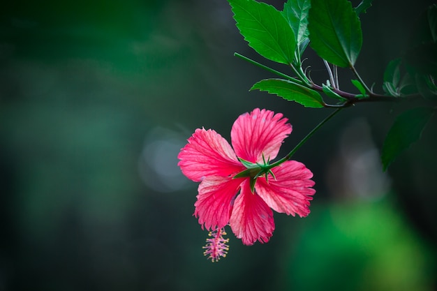 Hibiskus