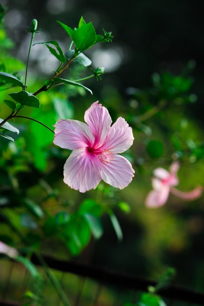 Hibiskus