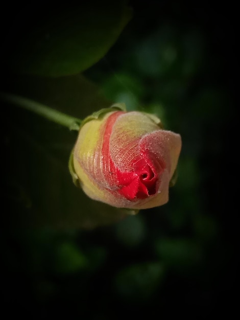 Hibiskus