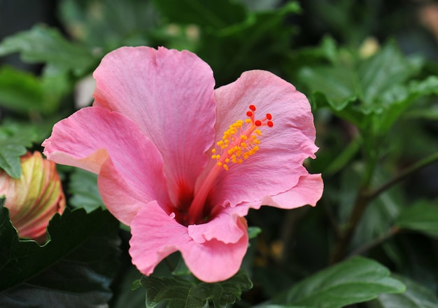 Hibiskus