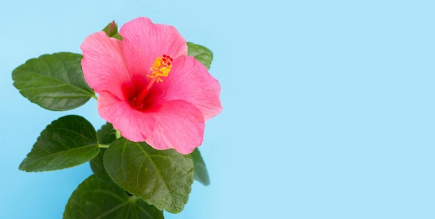 Hibiskusblüte auf blauem Hintergrund