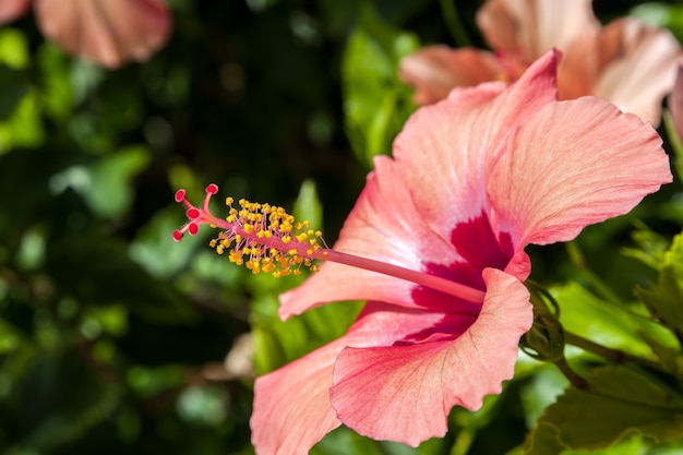 Hibiskusblüte auf teneriffa