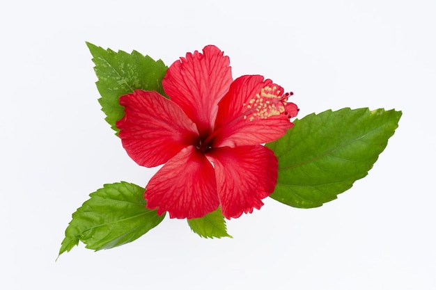 Hibiskusblüte auf Weiß