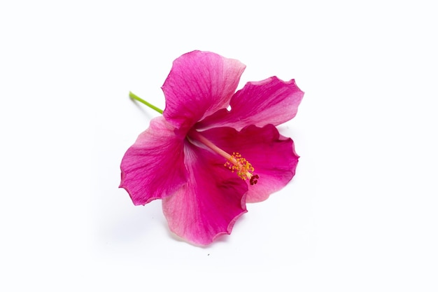 Hibiskusblüte auf weißem Hintergrund