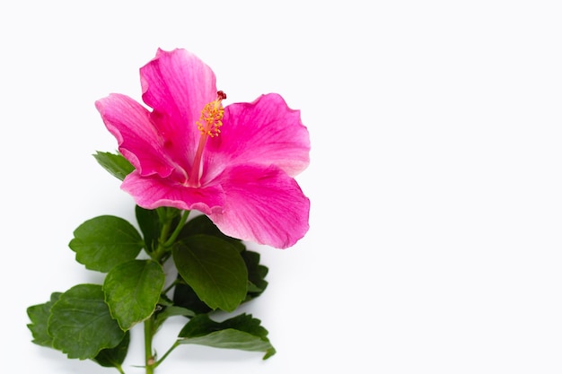 Hibiskusblüte auf weißem Hintergrund