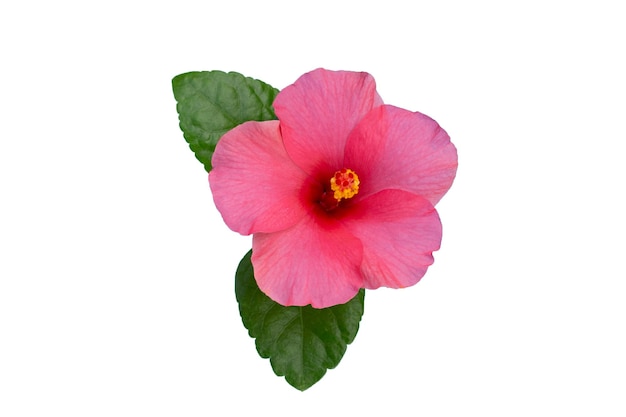 Hibiskusblüte auf weißem Hintergrund