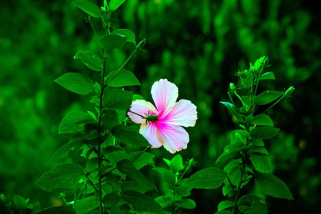 Hibiskusblüte in der Malvenfamilie Malvaceae in voller Blüte