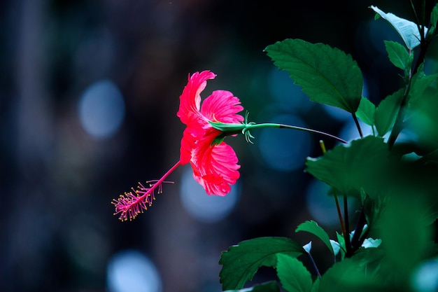 Hibiskusblüte in voller Blüte im Frühling in einem öffentlichen Park in Indien