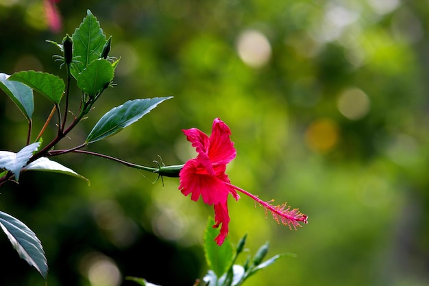 Hibiskusblüte in voller Blüte