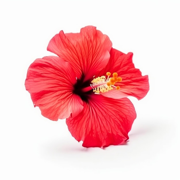 Hibiskusblüte isoliert Illustration AI GenerativexA