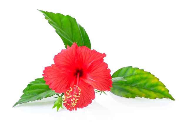 Hibiskusblüte mit Blatt lokalisiert auf Weiß