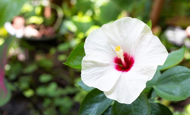 Hibiskusblüte mit grünen Blättern