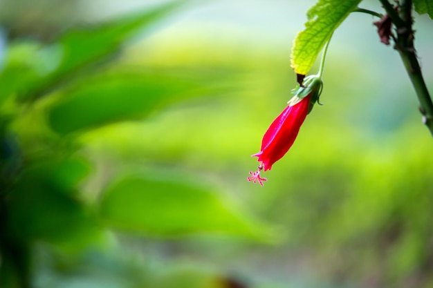 Hibiskusblüte oder Malvaceae oder rosasinensis bekannte Schuhblume in voller Blüte im Frühjahr