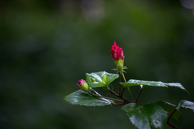 Hibiskusblüte oder Malvaceae oder Rosasinensis bekannte Schuhblume in voller Blüte im Frühling