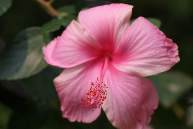 Hibiskusblüten in tropischen