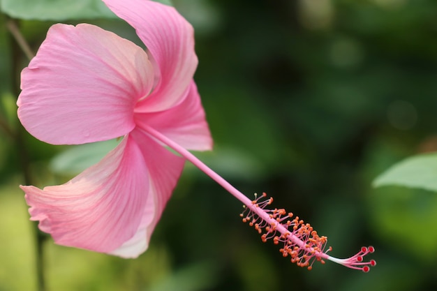 Hibiskusblüten in tropischen