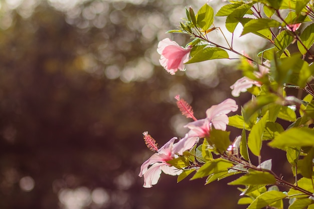 Hibiskusblüten. polynesisches Symbol. Rosa Blume auf der Niederlassung, Bokeh im Hintergrund.