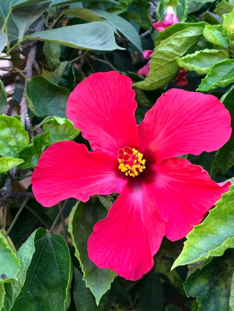 Hibiskusblume rote Hibiskusschuhblume rote Schuhblume rote Blume Hibiskusblume