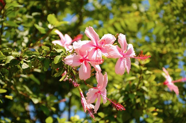 Hibiskusgartenparkblume