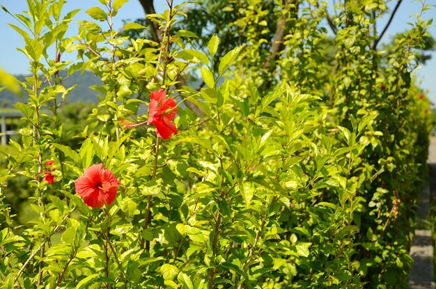 Hibiskusgartenparkblume