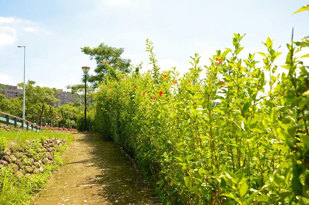 Hibiskusgartenparkblume