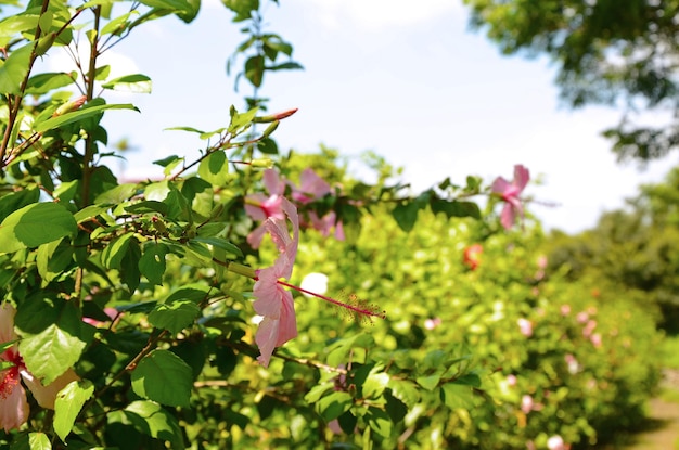 Hibiskusgartenparkblume