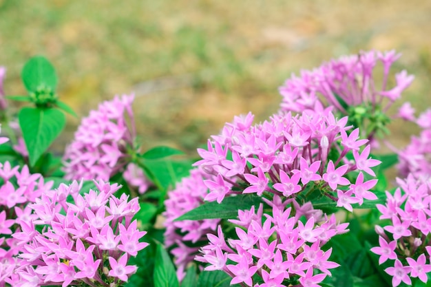 Híbrido cor-de-rosa de Ixora no parque, flores cor-de-rosa pequenas.