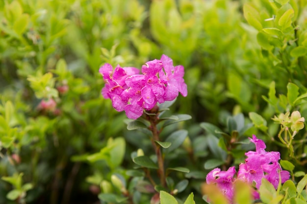 Híbrido floreciente Azalia Rhododendron en el entorno natural Fondo verde