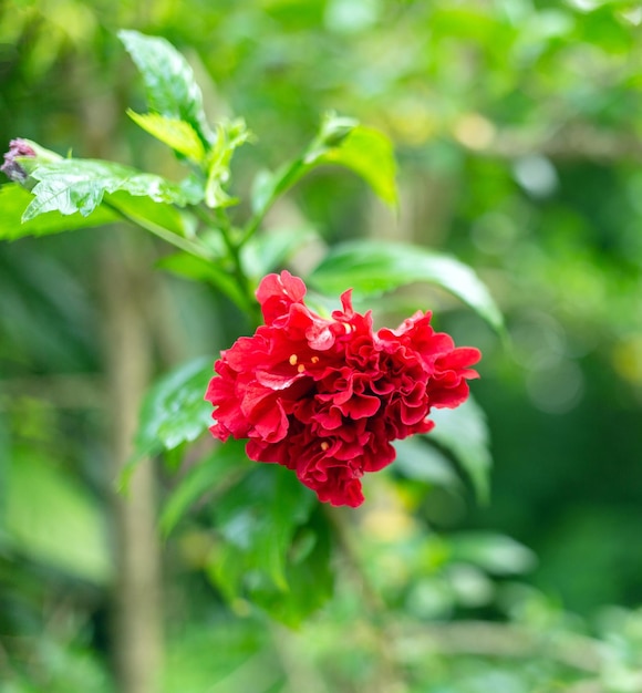 Híbrido de hibicus rojo una flor de zapato es hermosa flor flor fondo de hoja verde