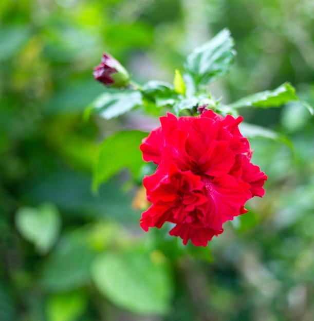 Híbrido de Hibicus rojo una flor de zapato es hermosa flor floreciente fondo de hoja verde Crecimiento de primavera