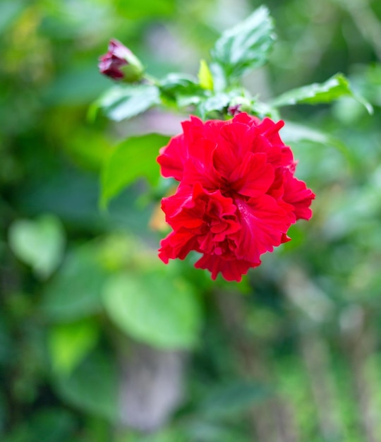 Híbrido de hibisco rojo una flor de zapato es hermosa flor flor fondo de hoja verde