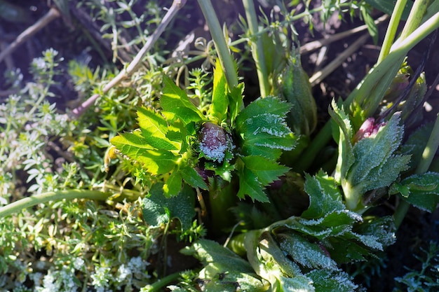 Híbridos de Helleborus ou Quaresma Rose florescem com neve no jardim Flor de rosa de Natal florescendo da neve Flor de Hellebore enquanto o chão está coberto de neve